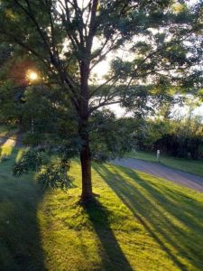 Ein großer Baum steht im Sonnenlicht auf einem grünen Rasen in Rheinsberg, mit einem Weg im Hintergrund.