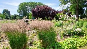 Ein farbenfroher Garten mit einer Vielzahl von Pflanzen und Blumen, darunter hohe Gräser und weiße Blüten, vor einem Hintergrund aus grünen und purpurnen Bäumen.