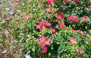Ein üppiger Rosenstrauch mit leuchtend roten und rosa Blüten in voller Blüte.