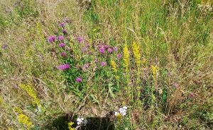 Eine vielfältige Wildblumenwiese mit purpurnen, gelben und weißen Blüten inmitten von grünem Gras.